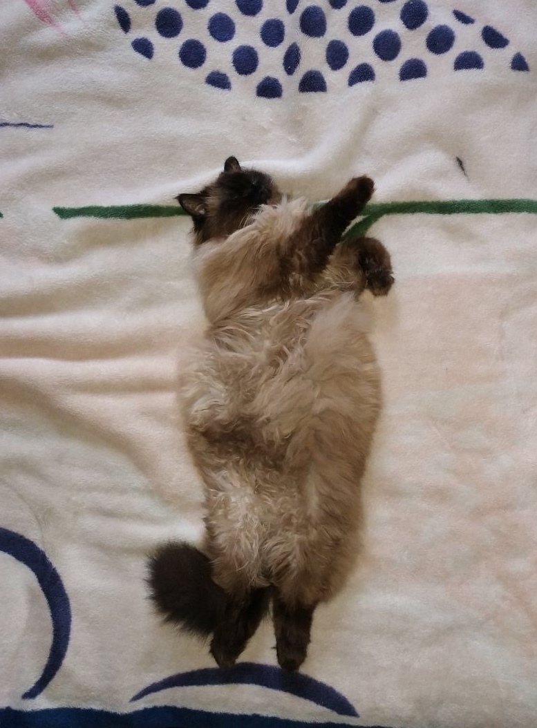 And our cat sleeps like this: - Catomafia, cat