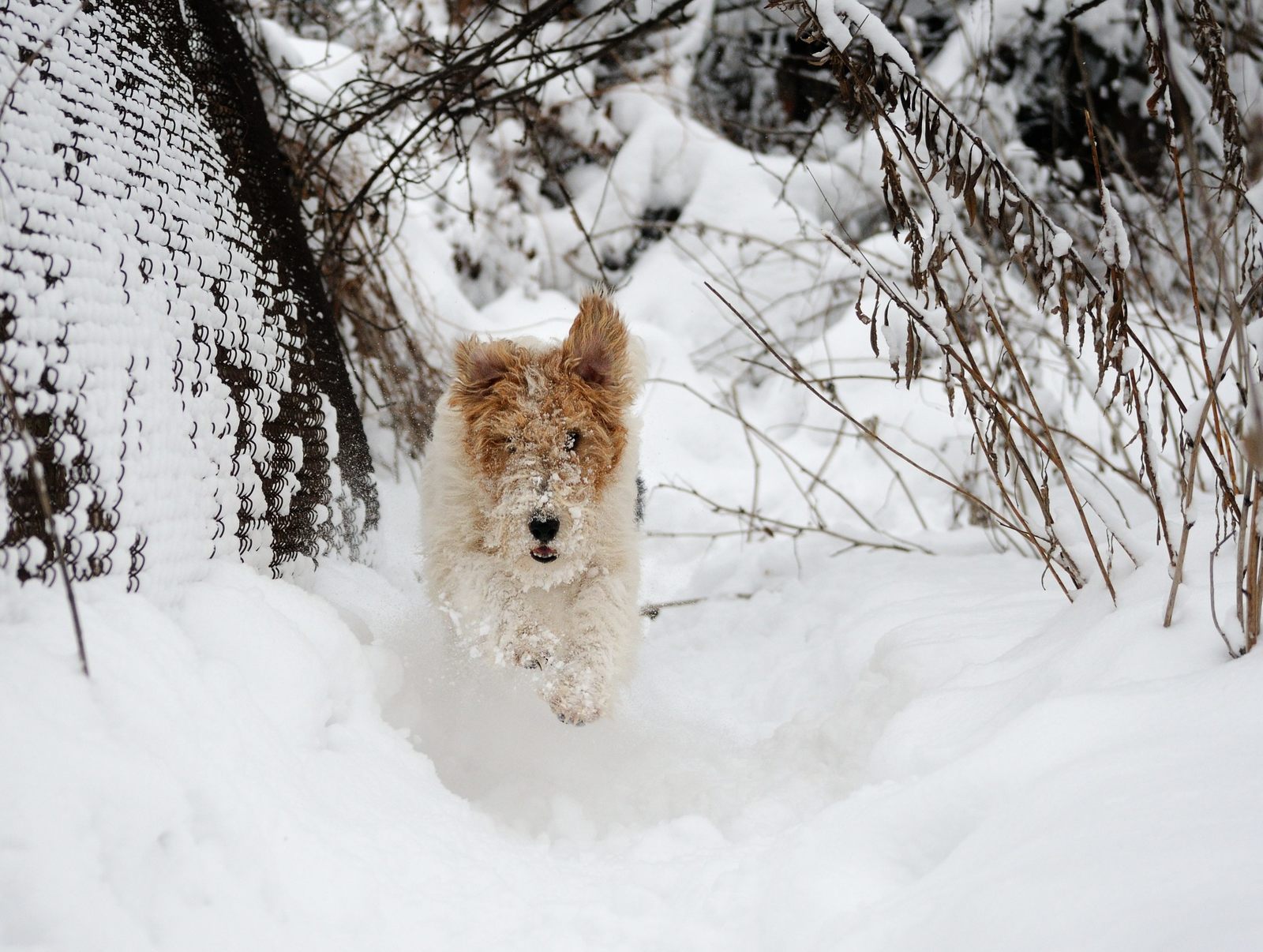 Snow lover. - My, Dog, Snow, Winter, Pets, The photo, Longpost, Fox terrier