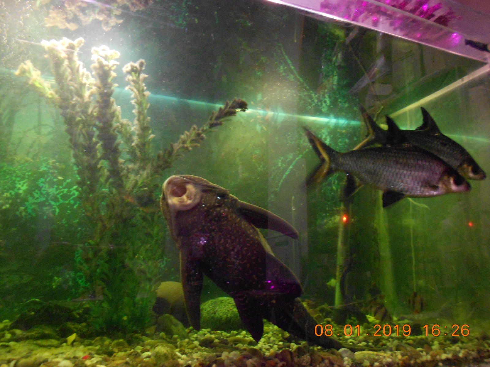 My aquarium pet - My, Aquarium, A fish, Catfish, Story, Longpost