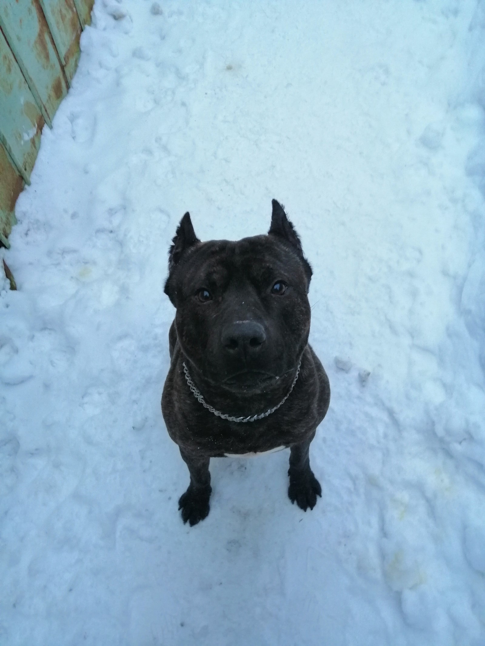 Found a dog in the Ramensky district - My, Dog, Found a dog, Zhukovsky, Ramensky District, Longpost, No rating, In good hands