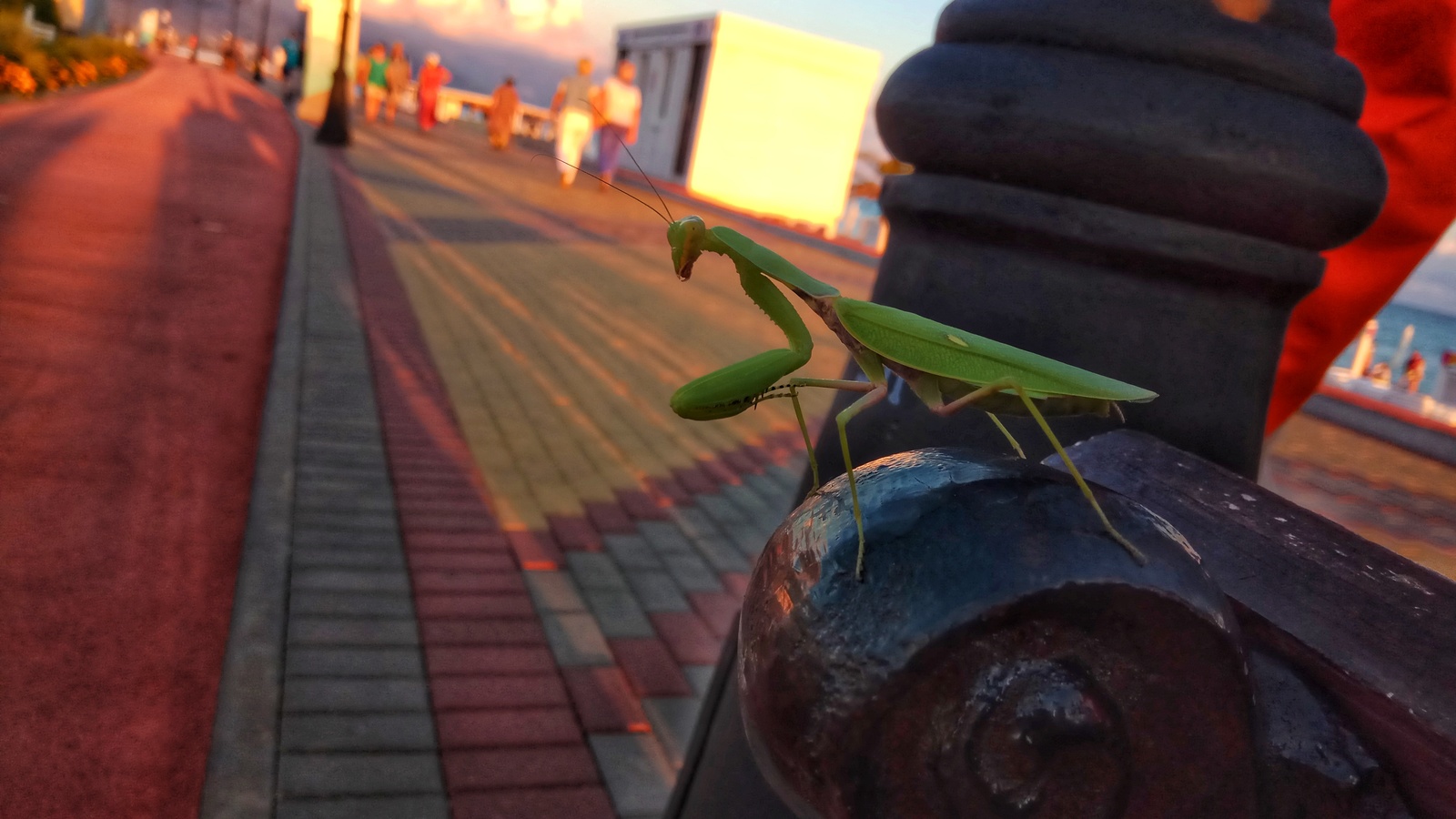 Mantis. - My, Mobile photography, Xiaomi, Xiaomi Redmi Note 4, Mantis