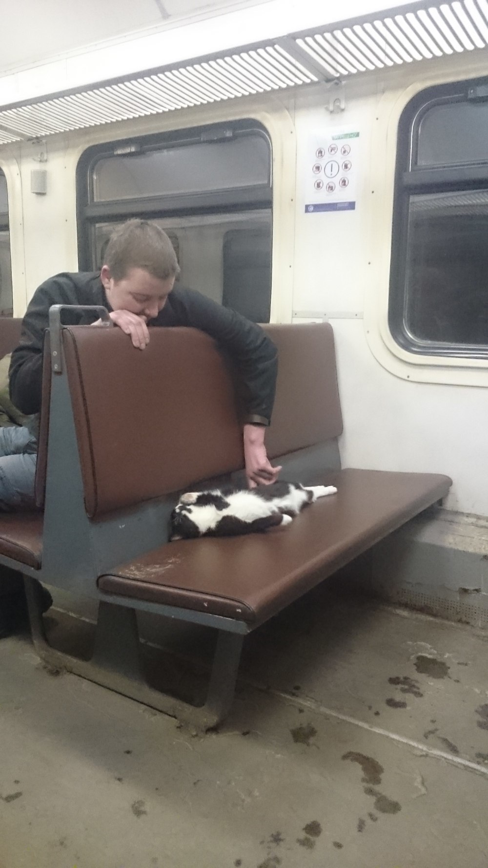 Furry Passenger - Train, cat, Пассажиры