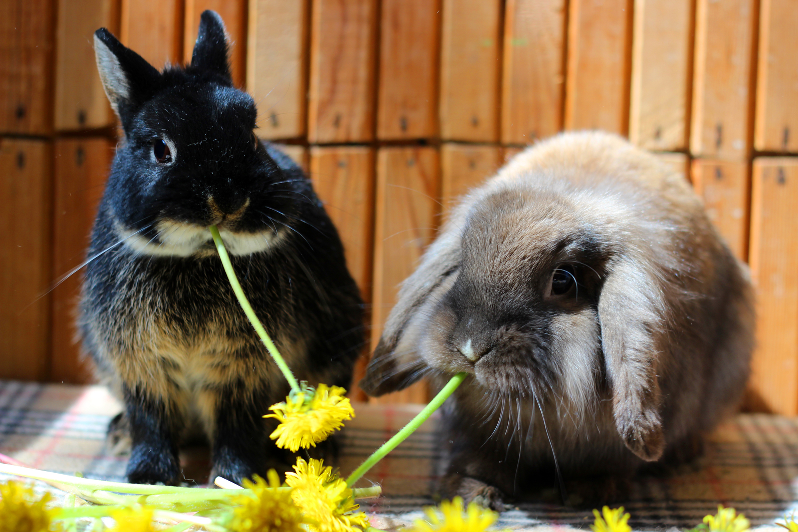 Ate the sun - My, Rabbit, Dandelion, Plants, The photo, Milota, Longpost