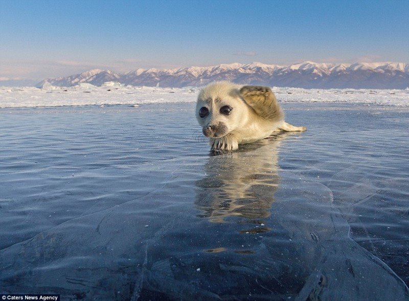 Seal Minka was not impressed by the expanses of the Atlantic and returned to Ladoga - Seal, Ladoga, Ecology, Fund, Stunned