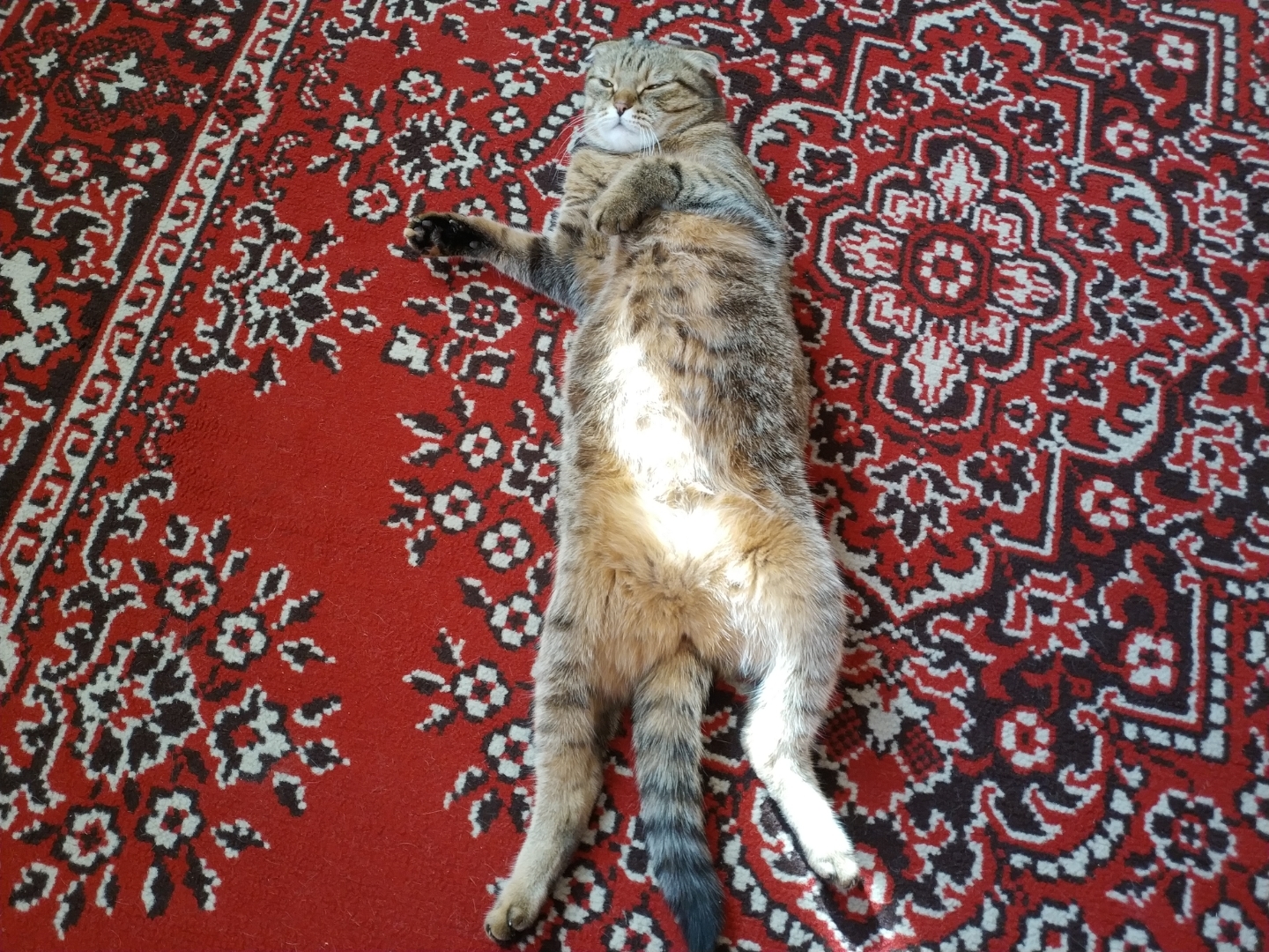 Today someone had a hearty lunch, then lay on the floor, rolled from side to side. - My, cat, Catomafia, Longpost