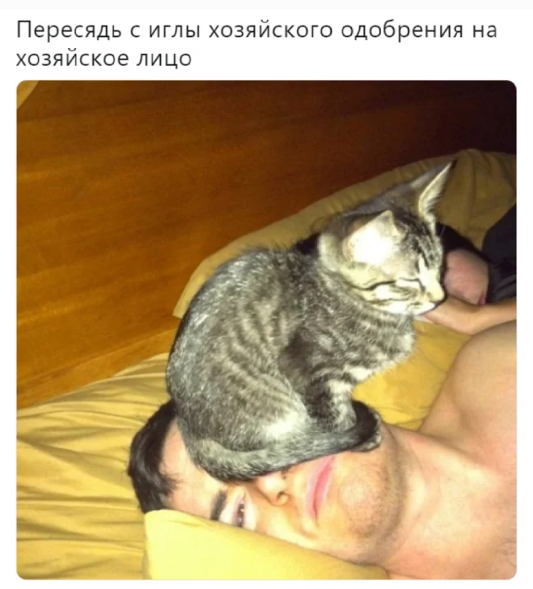 Котенок вид сзади. Человек нюхни попца. Кошка с поднятой попой. Почему кошка поворачивается задом к хозяину. Кошка поворачивается попой к лицу хозяина.