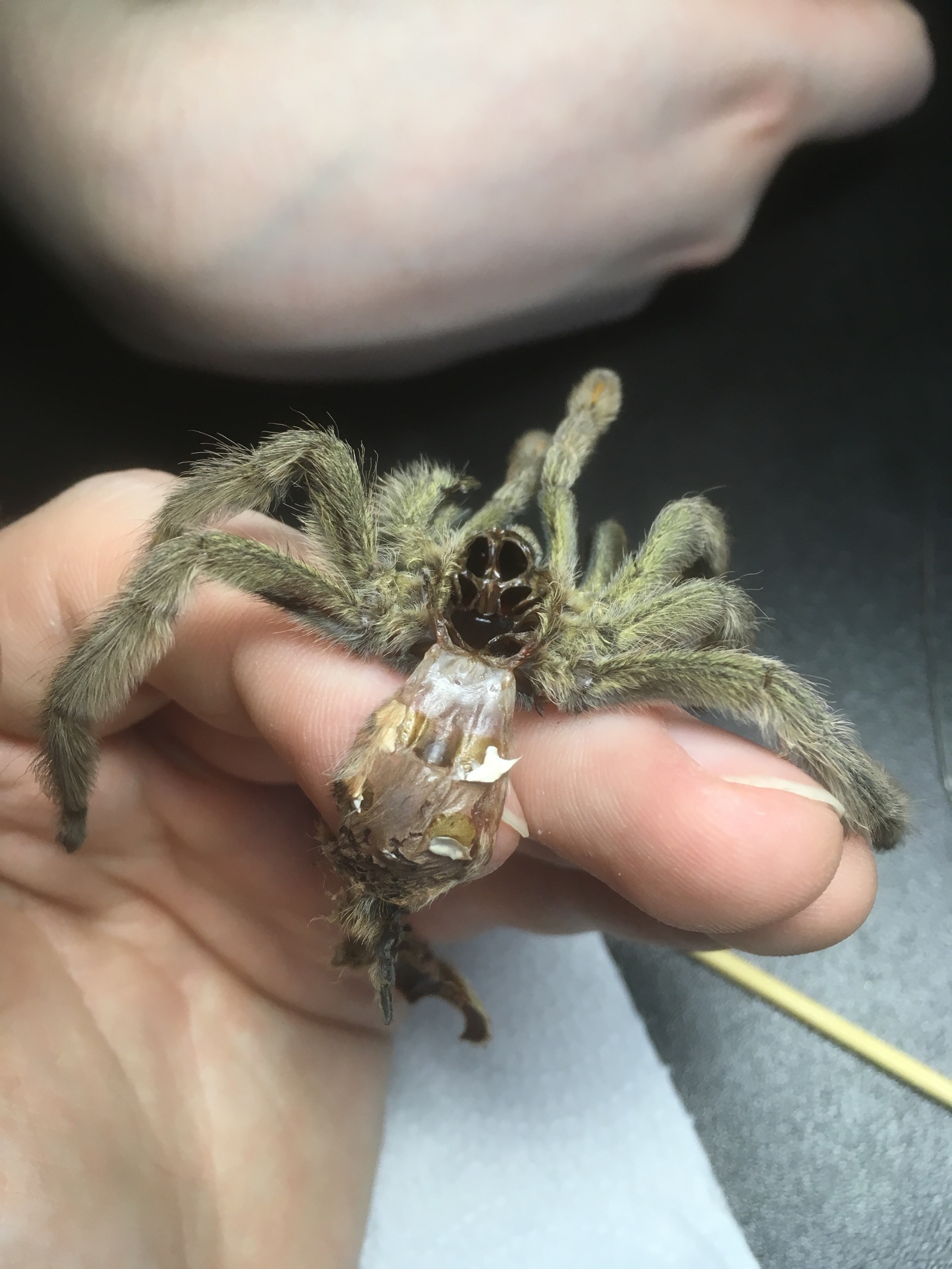 Spider world (part 5) - My, Spider, Bird spiders, Arachnophobia, Animals, Milota, Longpost, Nature, Video, GIF