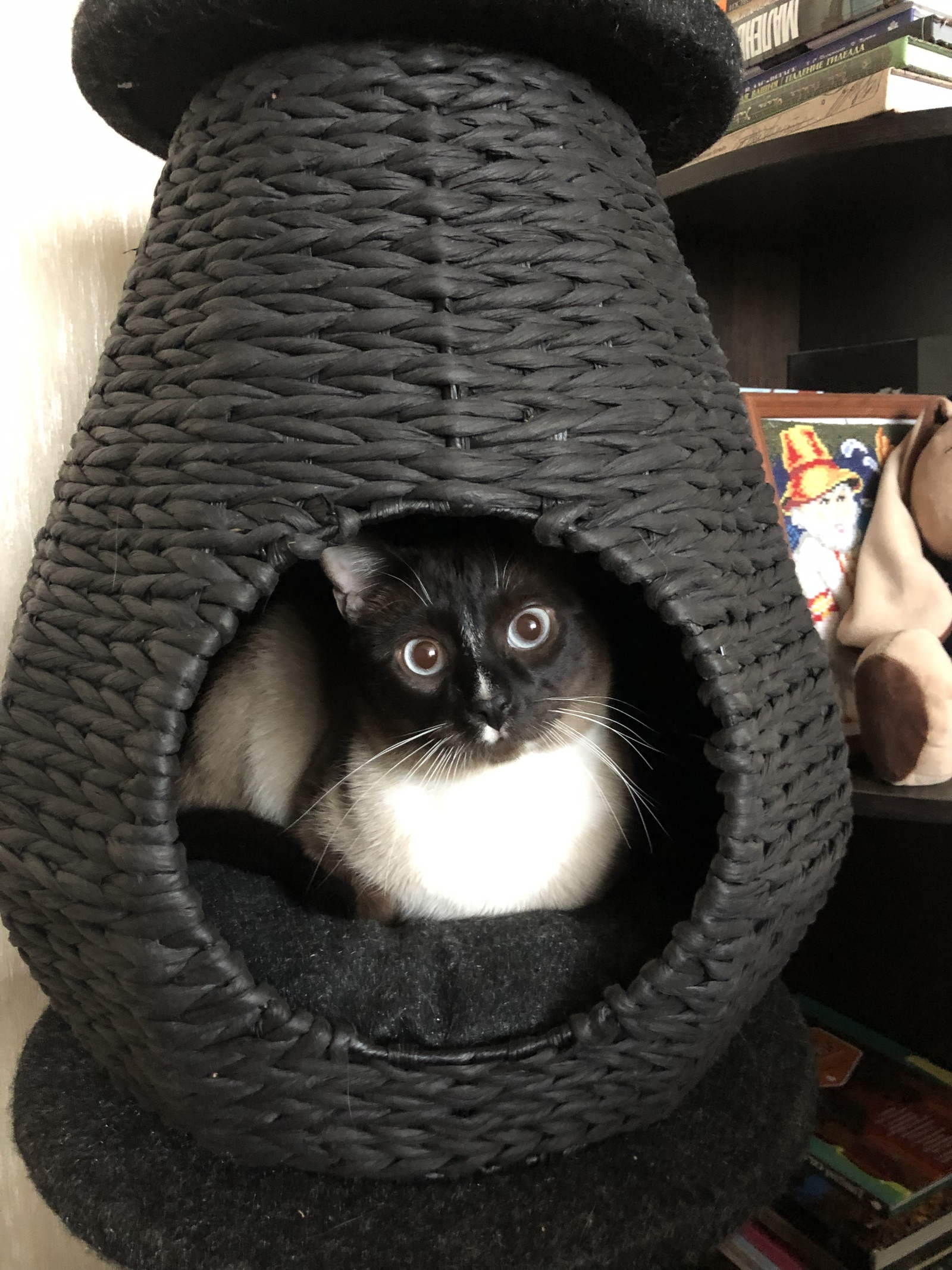 Cats? - My, cat, Catomafia, cat house, Siamese cat, 