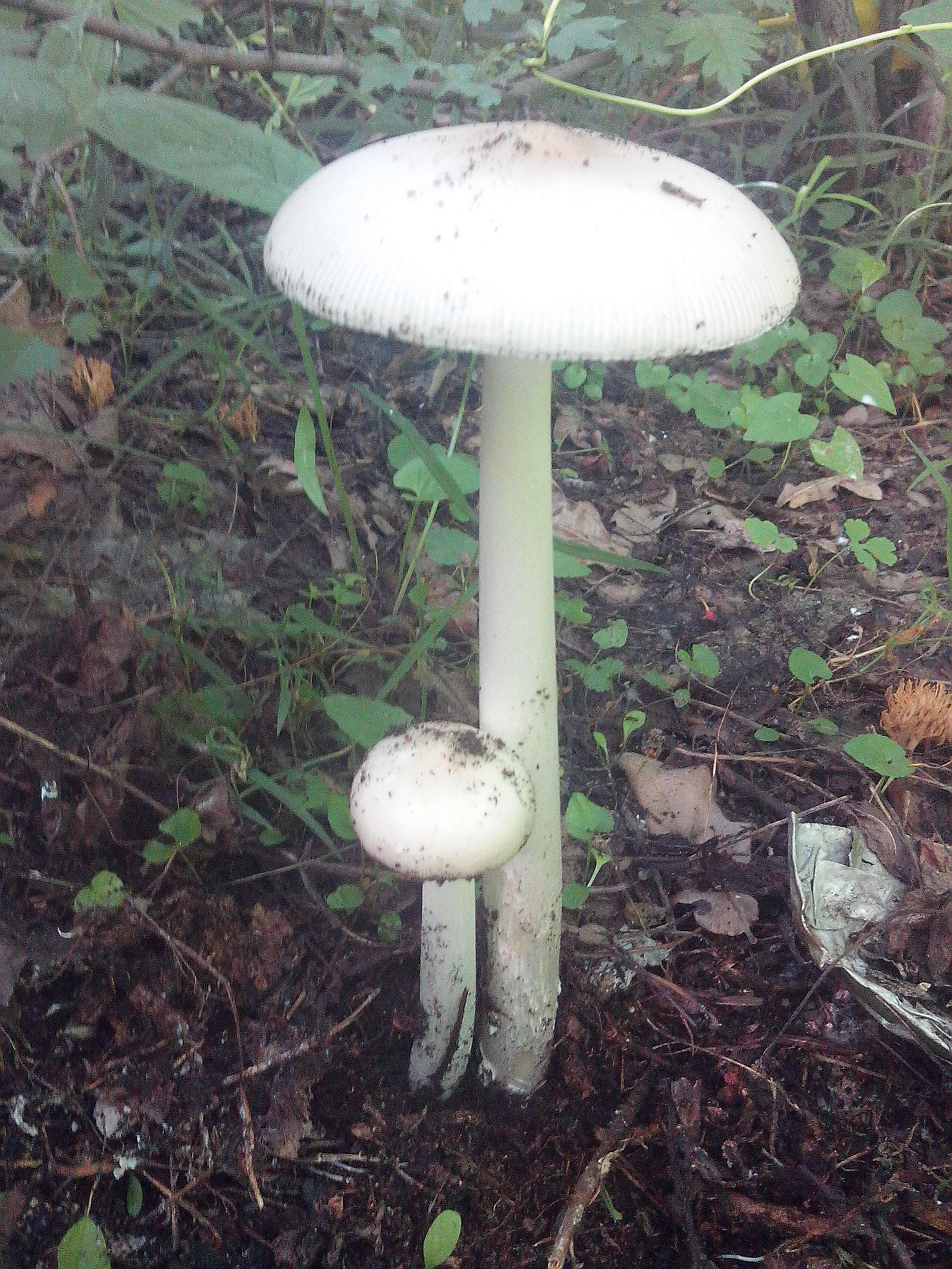 Help identify. - My, Mushrooms, Forest, Longpost