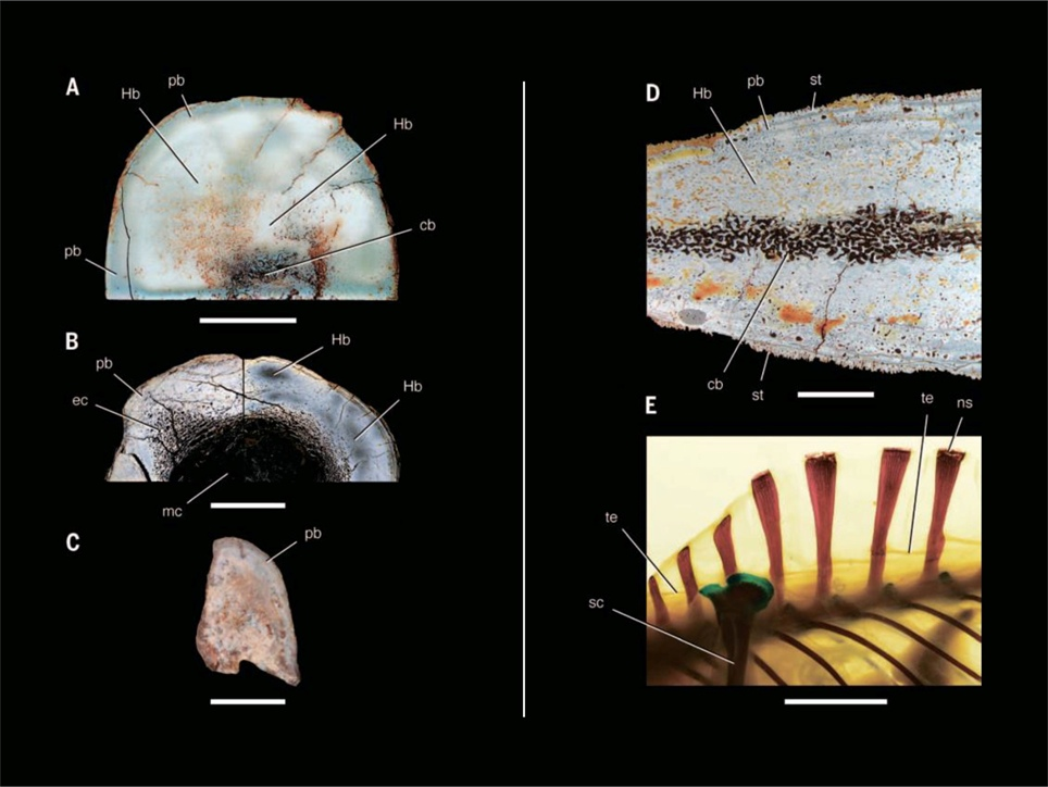 Paleontological Beasts and Where to Find Them: The Myths of the Omnipresent Dinosaurs. Part 1 - My, Paleontology, Dinosaurs, Pavel Skuchas, Anthropogenesis ru, Scientists against myths, Video, GIF, Longpost