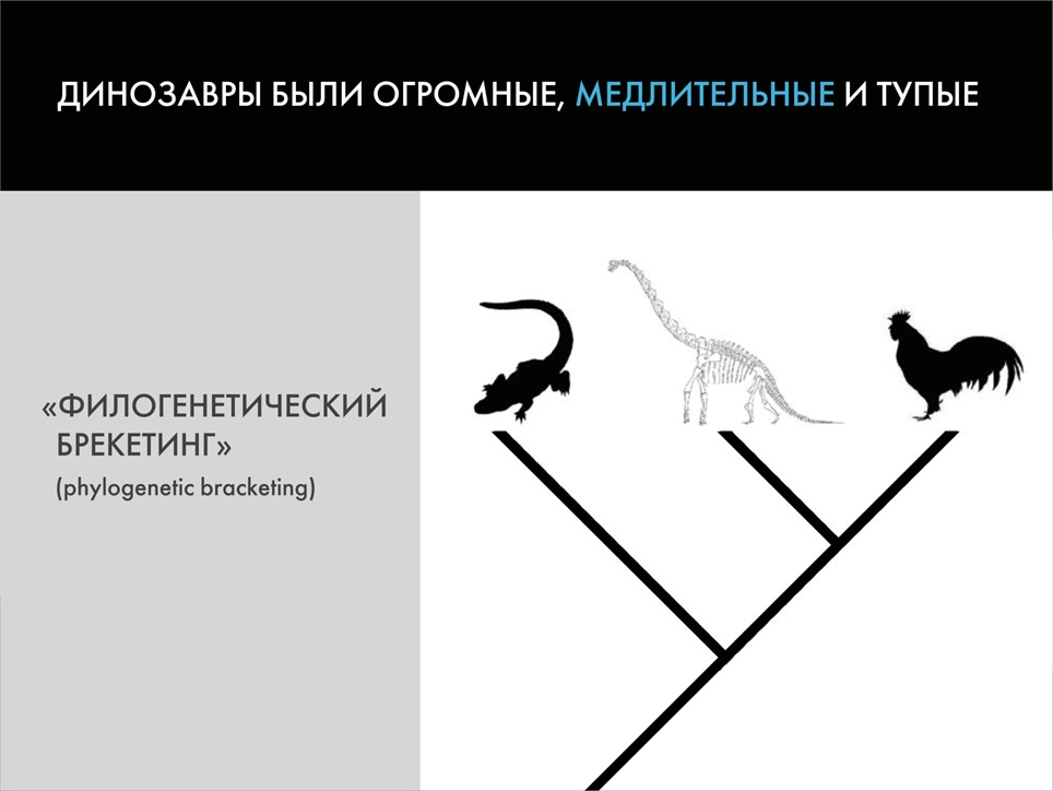 Палеонтологические твари и где они обитают: мифы о вездесущих динозаврах. Часть 2 - Моё, Палеонтология, Динозавры, Павел Скучас, Антропогенез ру, Ученые против мифов, Гифка, Длиннопост