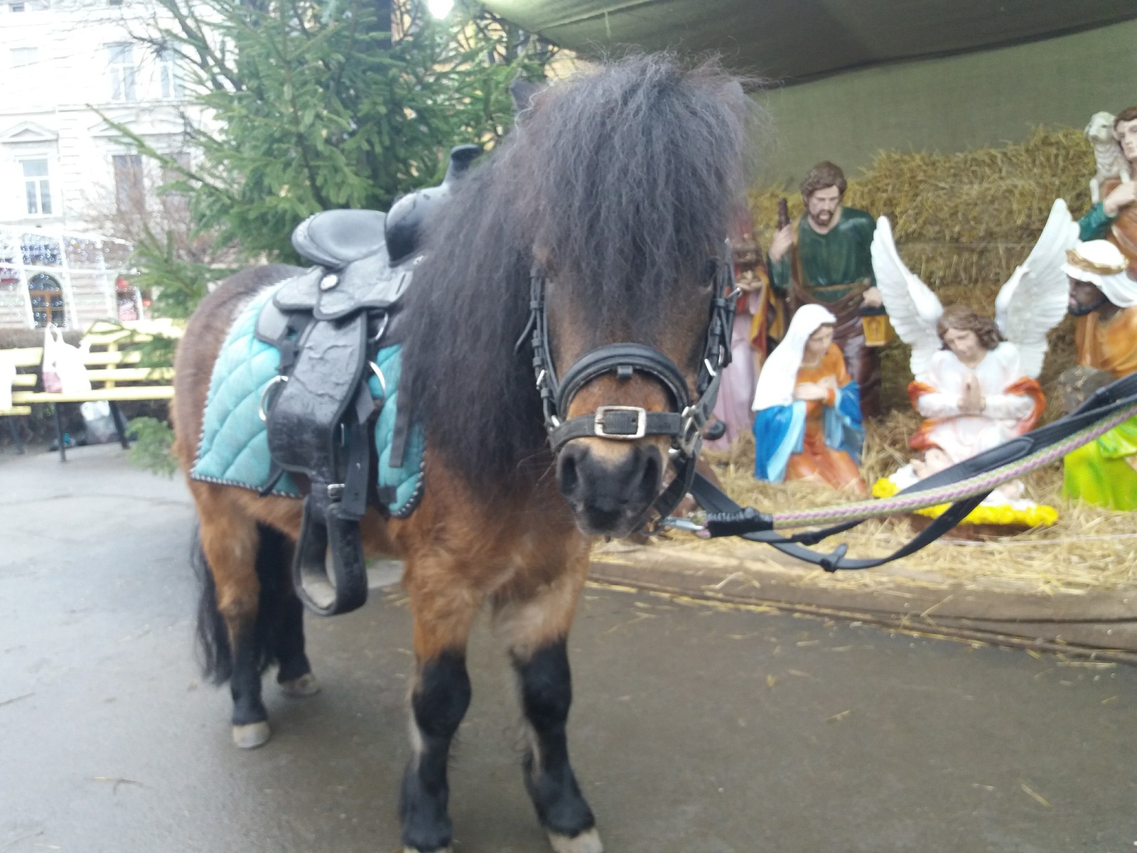 Hobby. Scottish ponies. - My, Pony, Hobby, Animals, Longpost