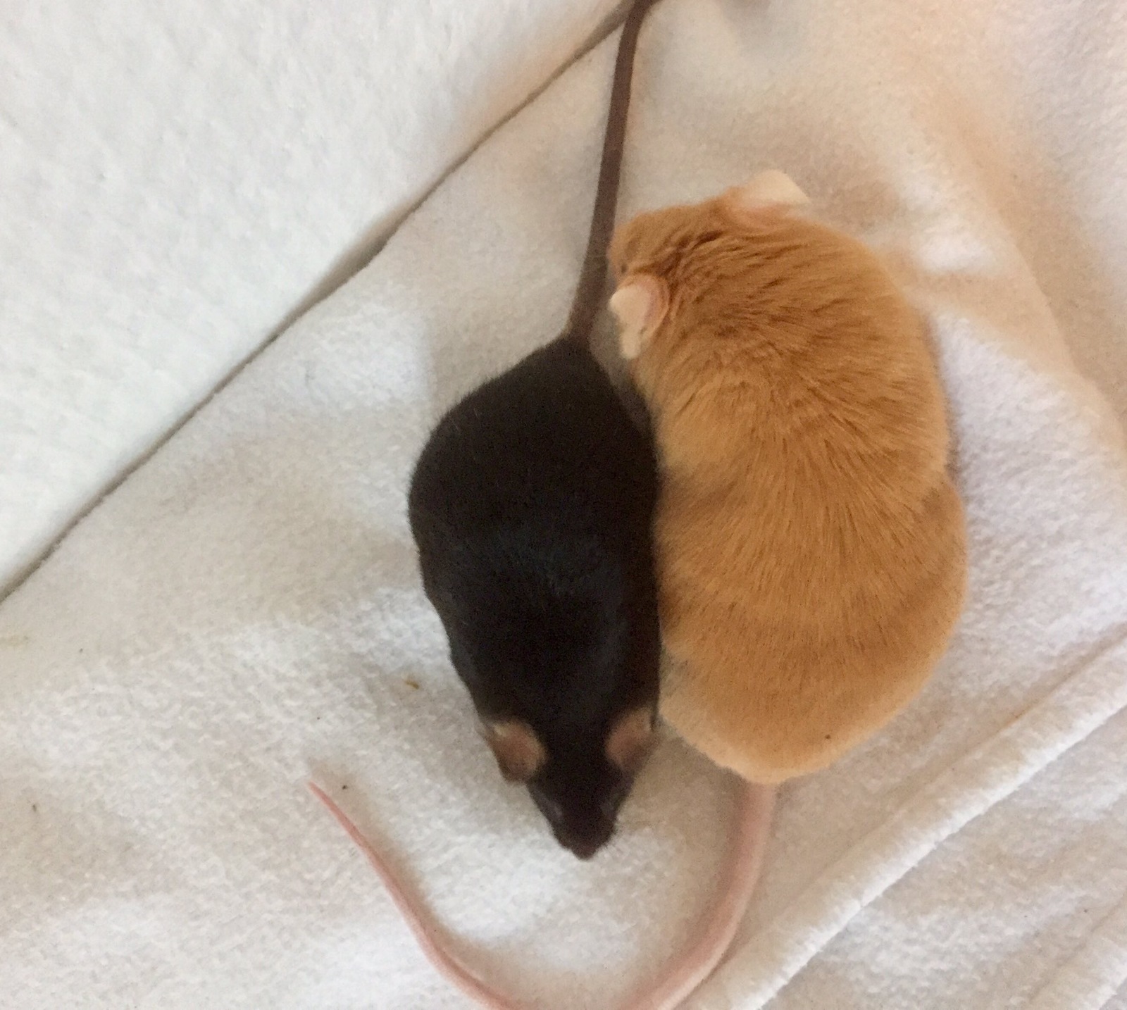 What did my wife call these two mouse brothers? - Mouse, , , Longpost