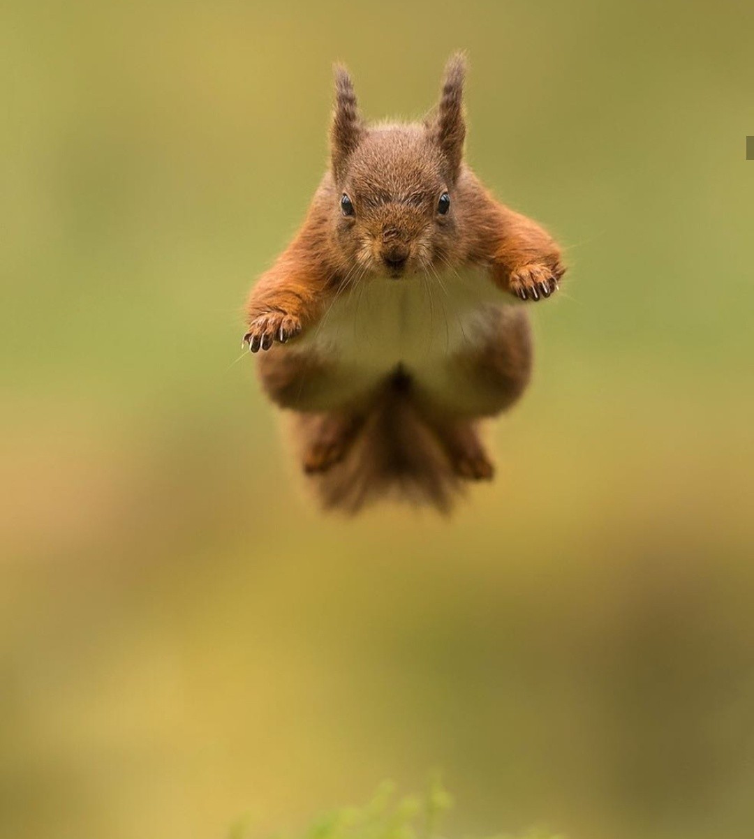 Yu-hoo!!! - The photo, Squirrel, Animals