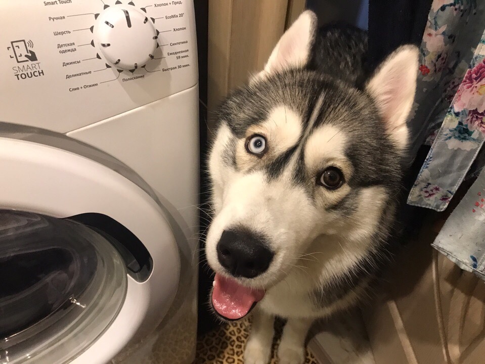 When you sat down on the potty and did not close the door - My, Husky, Humor