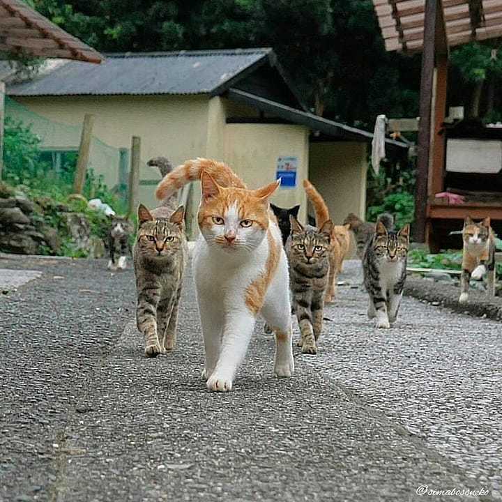 Japanese Catpoth - Tired of, Longpost, cat