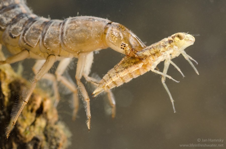 mayflies - Insects, Fishing, Longpost