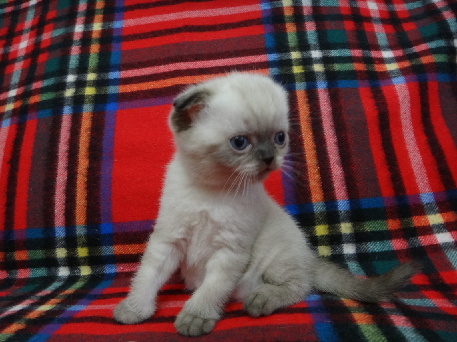 Real March cat - My, Scottish lop-eared, cat, Longpost, Pets