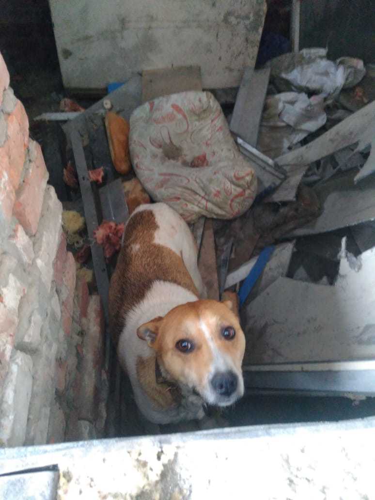 Found a dog! Novosibirsk! - My, Novosibirsk, Dog, Longpost, No rating, Animals, Help, Helping animals