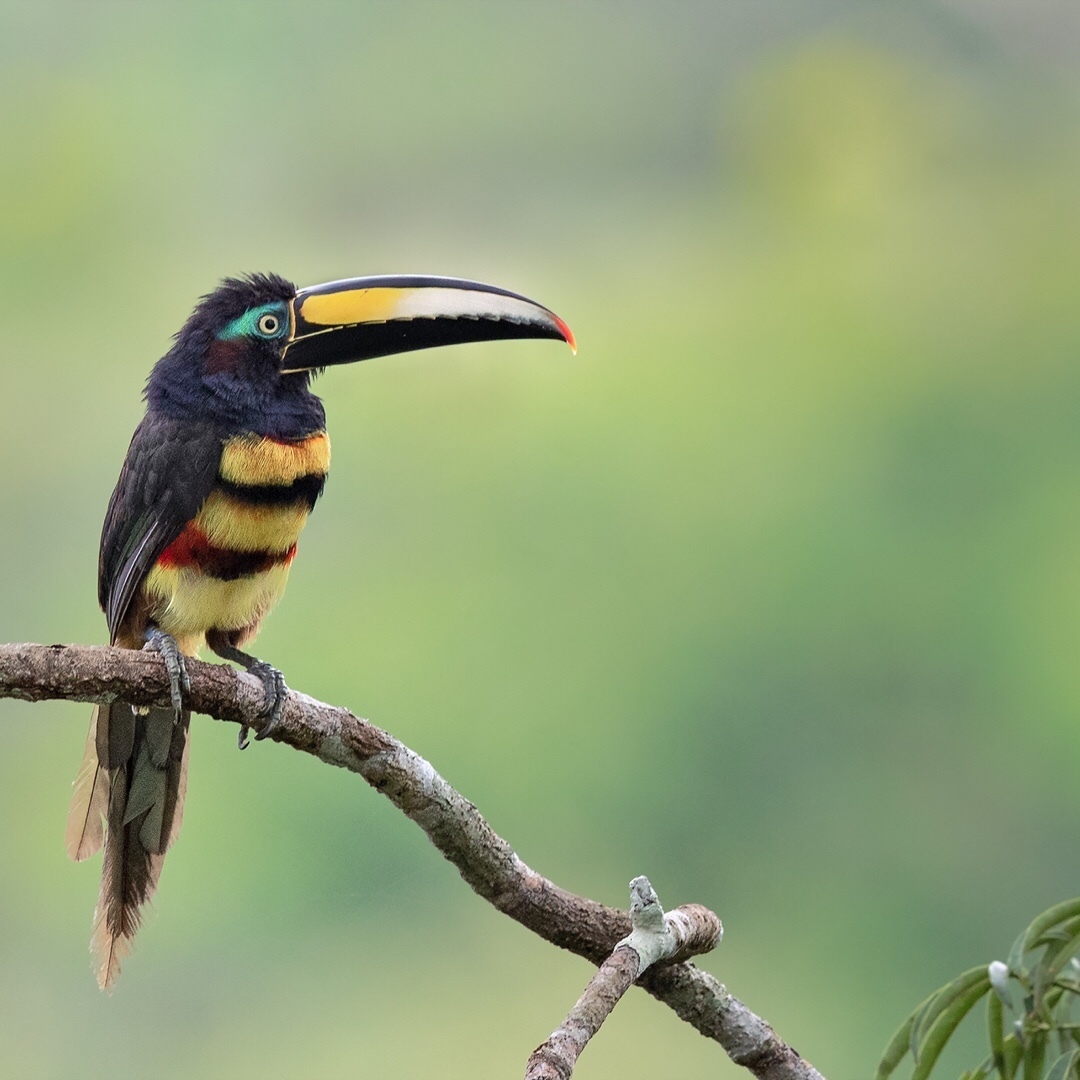 Beautiful birds of India in the pictures of Thirumurti Ra - India, Birds, Animals, Nature, , Longpost, Hummingbird