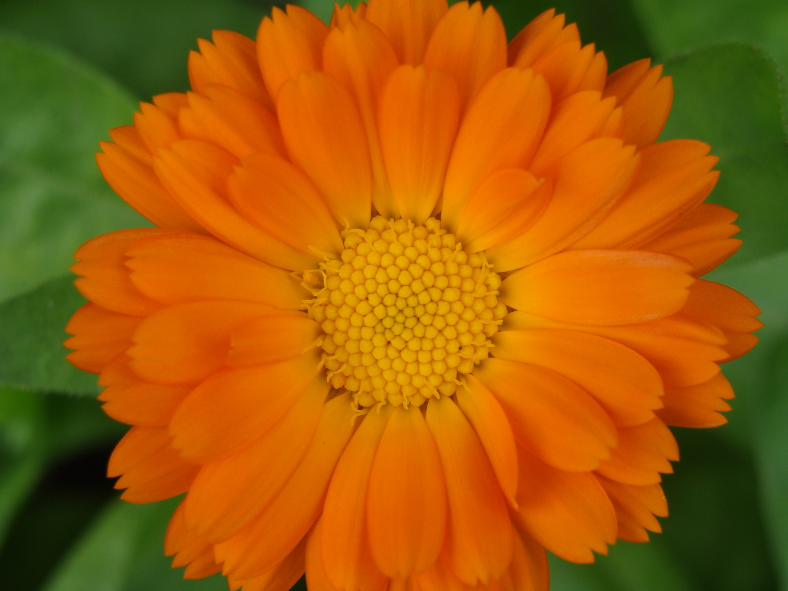 The sun is waking up - My, Nature, Flowers, Calendula, Positive, The photo