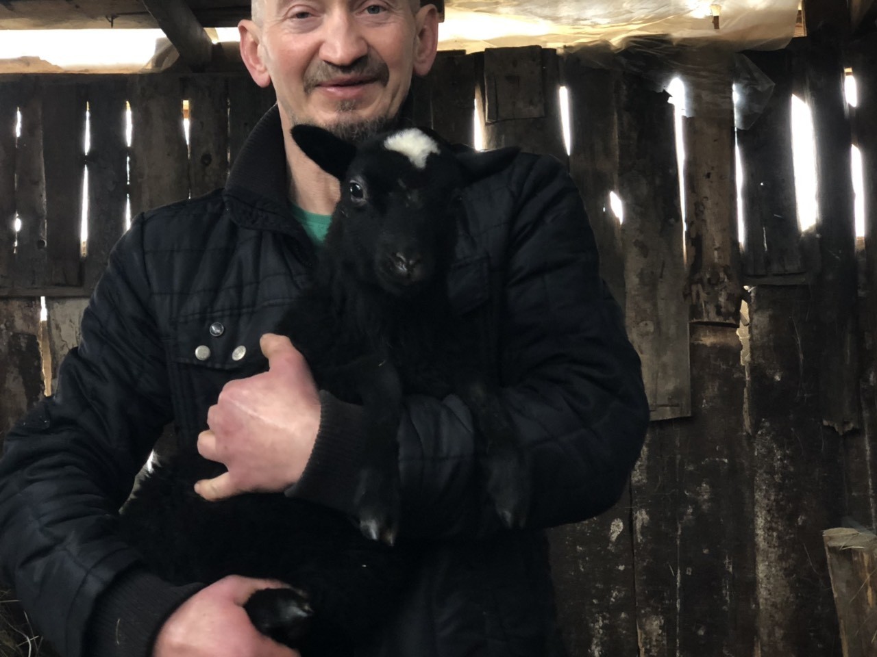 Grandpa and lamb - My, Milota, Funny people, Village, Сельское хозяйство, Lamb, Rams