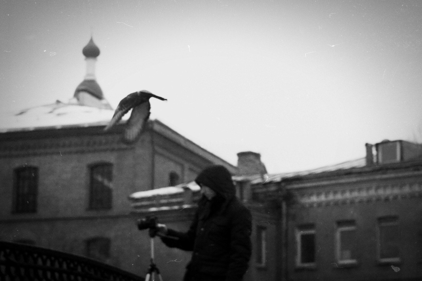 pigeon drama - My, Love and pigeons, Black and white, Beginning photographer, Canon 50D, Helios44-2, Longpost, Helios44-2