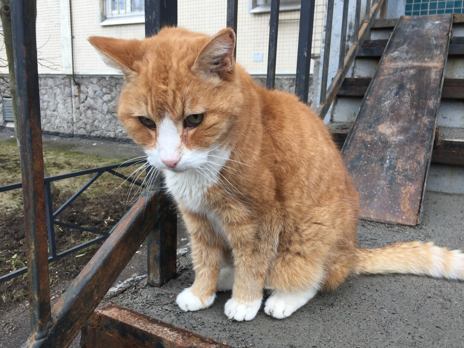 Neighbor cat - My, cat, , Longpost