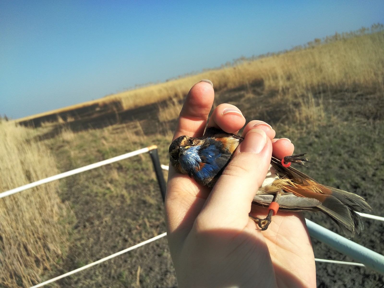 Bluethroat - My, The science, Ornithology, Birds, Longpost