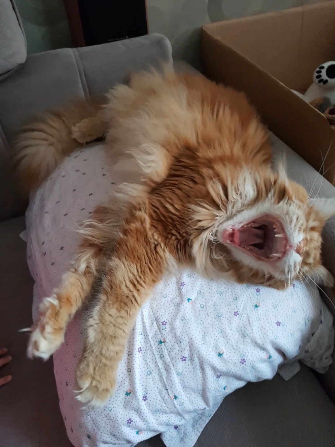 For those who go to bed... - My, Maine Coon, Teeth, Jaws, Longpost, cat, Yawn