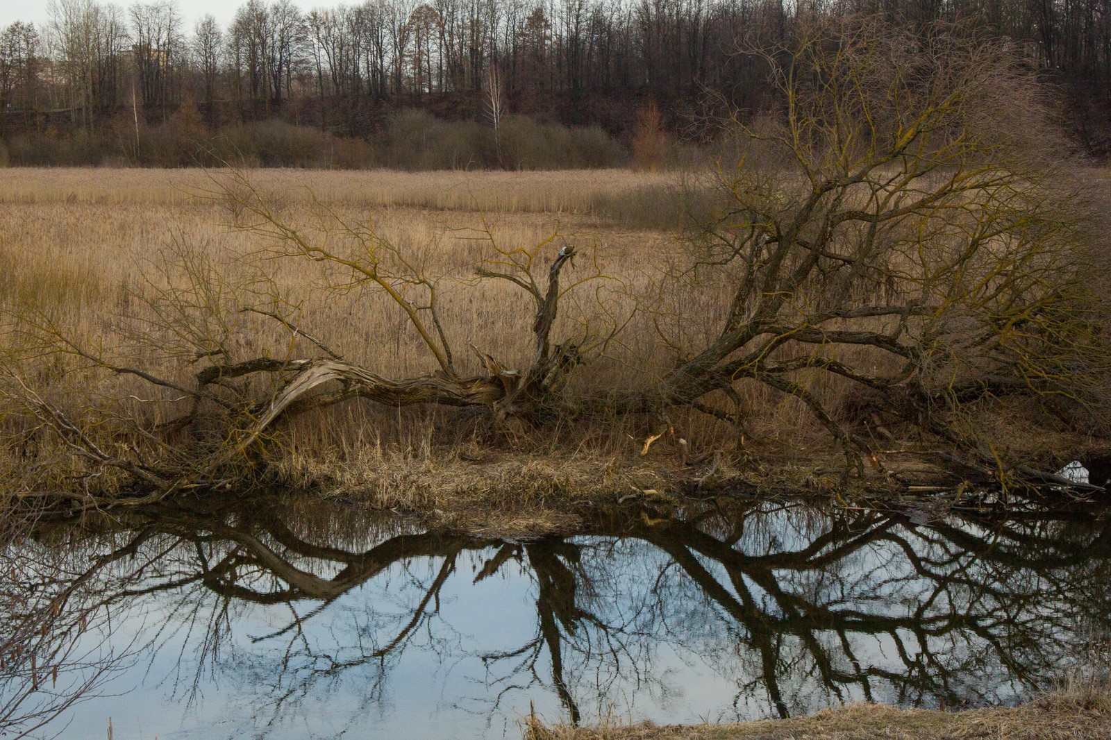 Nature in the middle of the city. (loshitsky park) - My, The photo, Beginning photographer, Minsk, Republic of Belarus, Loshitsky Park, Longpost