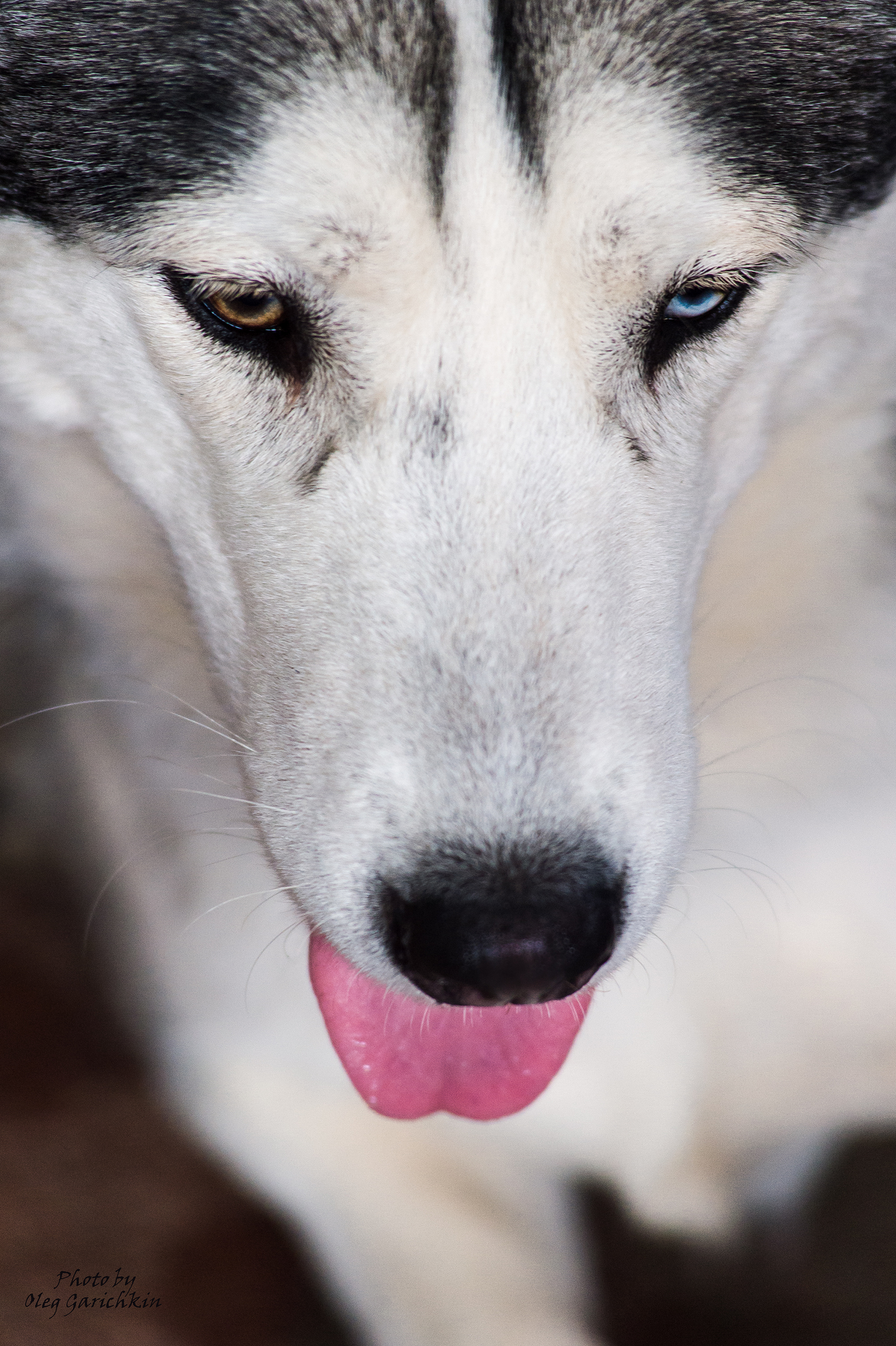 I continue to publish reportage pictures from dog shows that took place in the South of Russia in 2018, pleasant viewing))) - My, Dog, Dogs and people, Exhibition, Dog show, Animalistics, Longpost