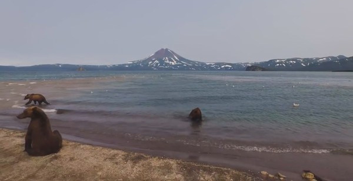 Камчатский медведь | Пикабу