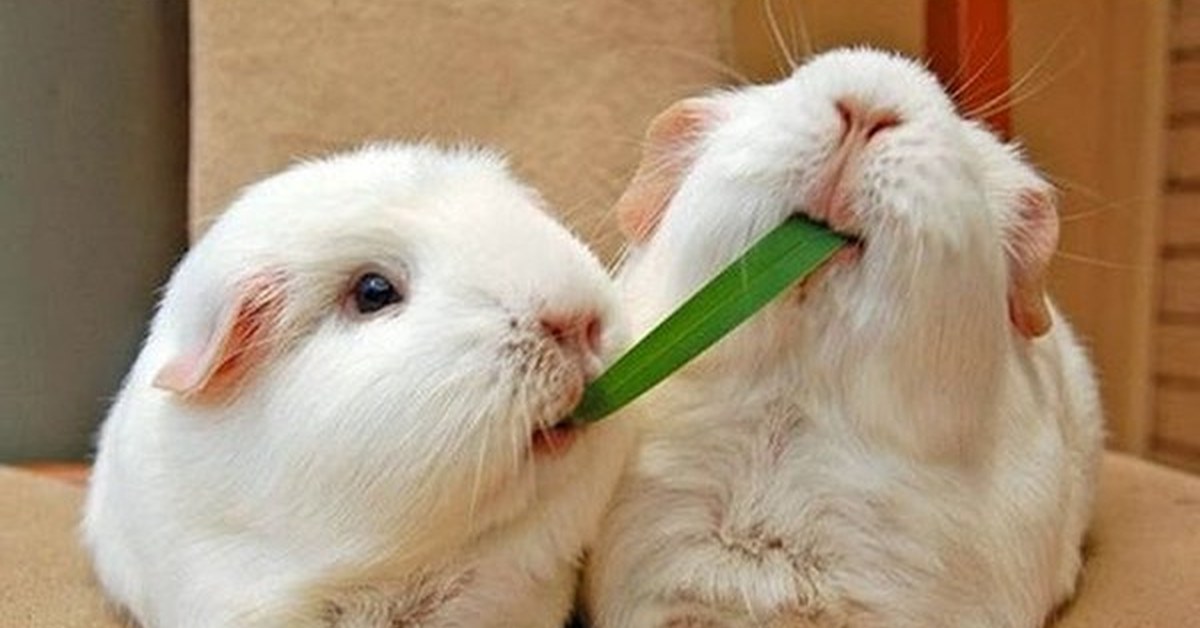 морская свинка жрет морковь. морская свинка розеточная. морская свинка жуется. морская свинка 2 кг. морские свинки.