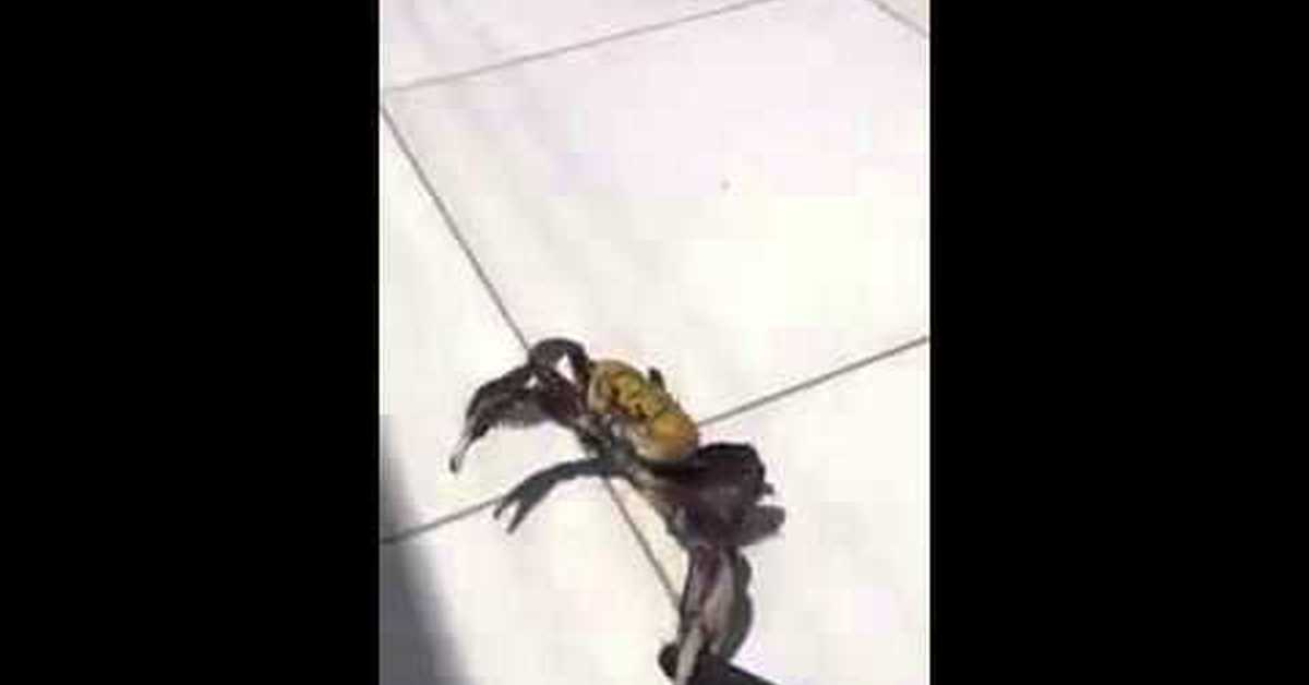 Подозрительное поведение и загадочный происхождение