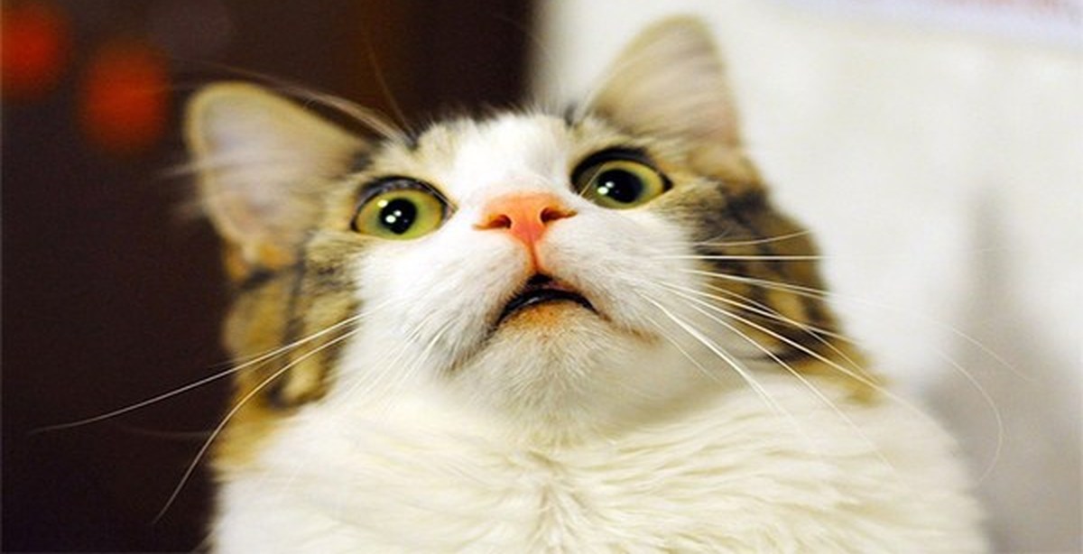 упоротый. кот с маленькой мордой. упоротые коты. упороты кот. кот и огурец.