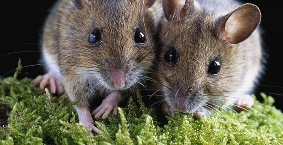 Видеть во живых мышей. Мыши. Мышиные (семейство). Красивые Грызуны. Мышь животное.