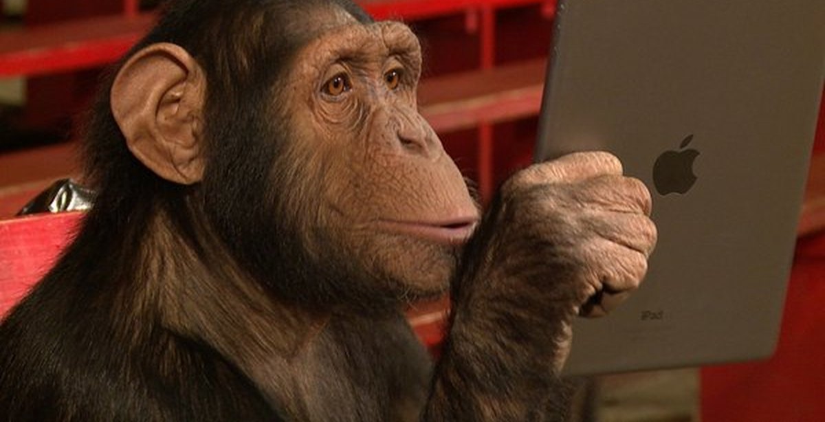 Шимпанзе играть. Умная обезьяна. Обезьяна с планшетом. Самые умные обезьяны. Умная шимпанзе.