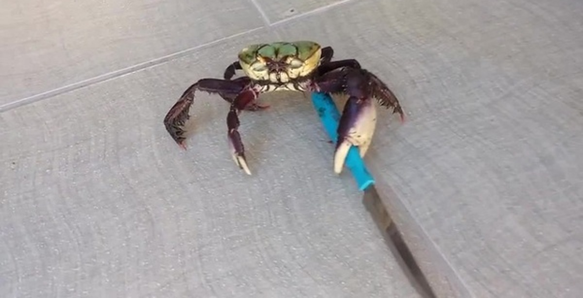 Crab Dildo