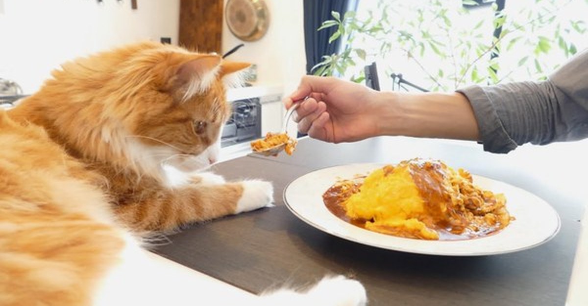 3 кота готовим. Котик с едой. Котик завтракает. Кот обед. Еда для кошек.