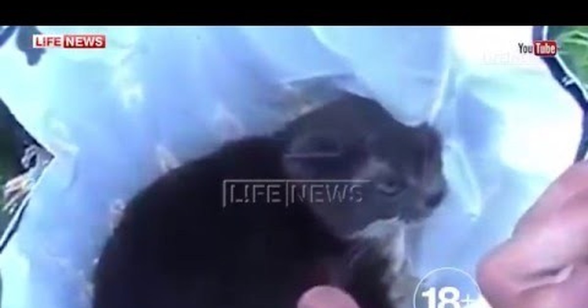 песенка про котика который взорвался. кот взрыв. самый толстый кот в мире. кот взрывается. кот взрывается мем.