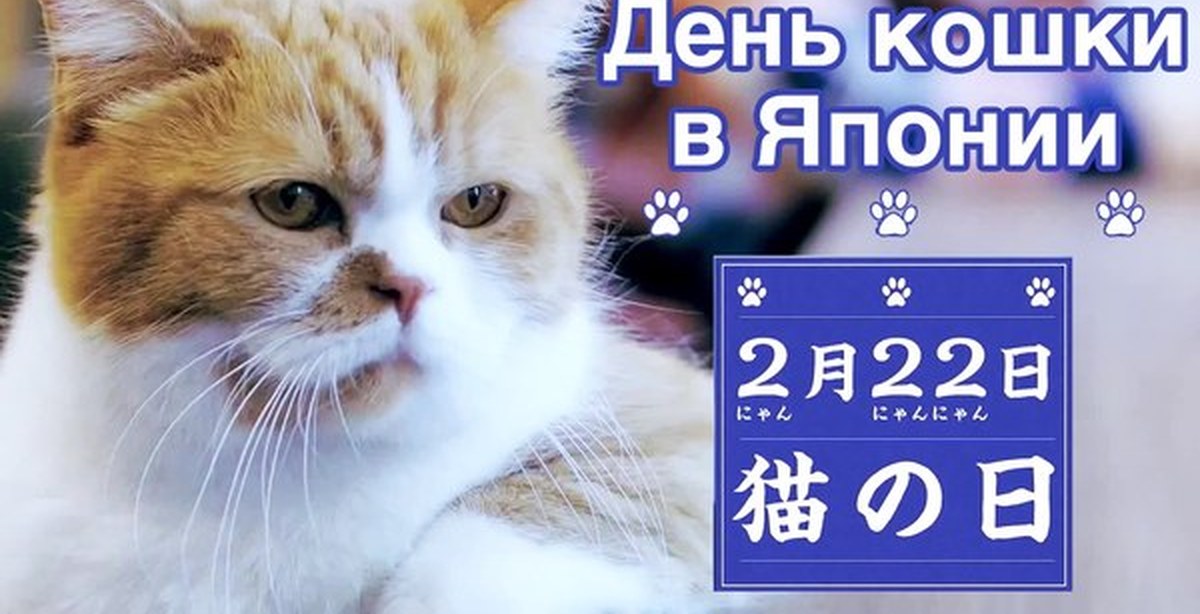 День кошек февраль. День кошек в Японии 22 февраля. День кошки в Японии. День кошки 22 февраля. Денья японской кошки.
