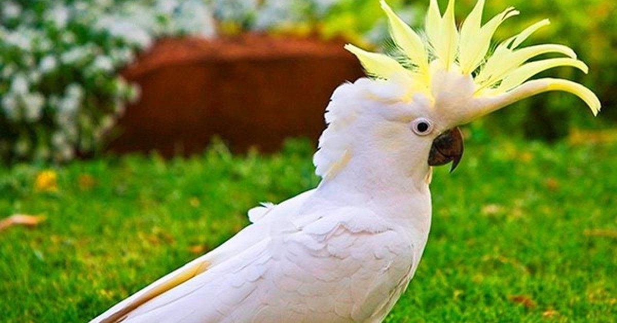 Желтоголовый какаду. Попугай с хохолком. Какаду число. Птенец молуккского какаду. Белохохлый какаду.