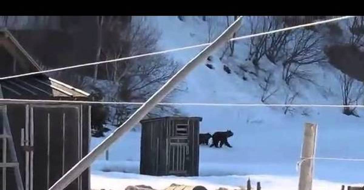 Бабка прогнала медведей. Бабушка прогоняет медведя. Бабка гоняет медведей.