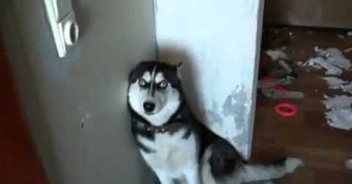 Хаски встречает свою маму. Хаски злится. Хаски разговаривает с хозяином. Как приучить хаски не убегать. Хаски будет хозяина.