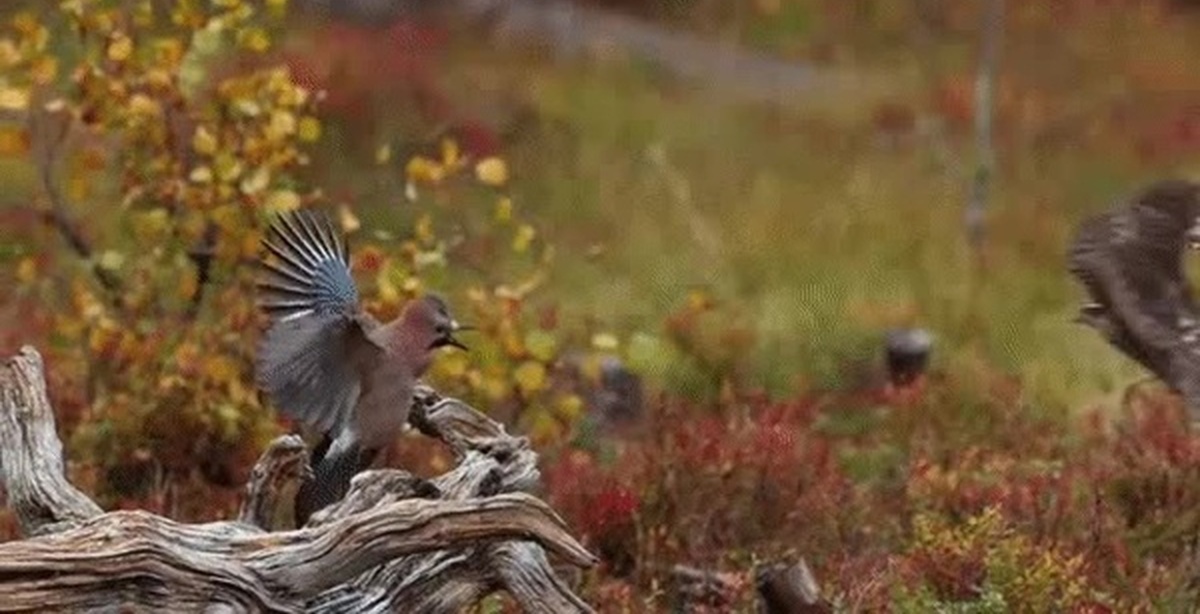 Knowing bird. Птица смотрит в объектив. Птица смотрит назад. Птица смотрит в камеру. Птица смотрит в камеру фото.