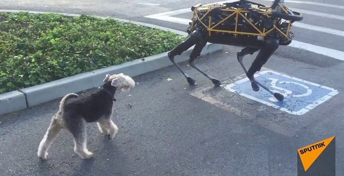 Живой собака видео. Робот выгуливает собаку. Собака дрон робот. Робот для выгуливания собак. Робот для прогулки с собакой.