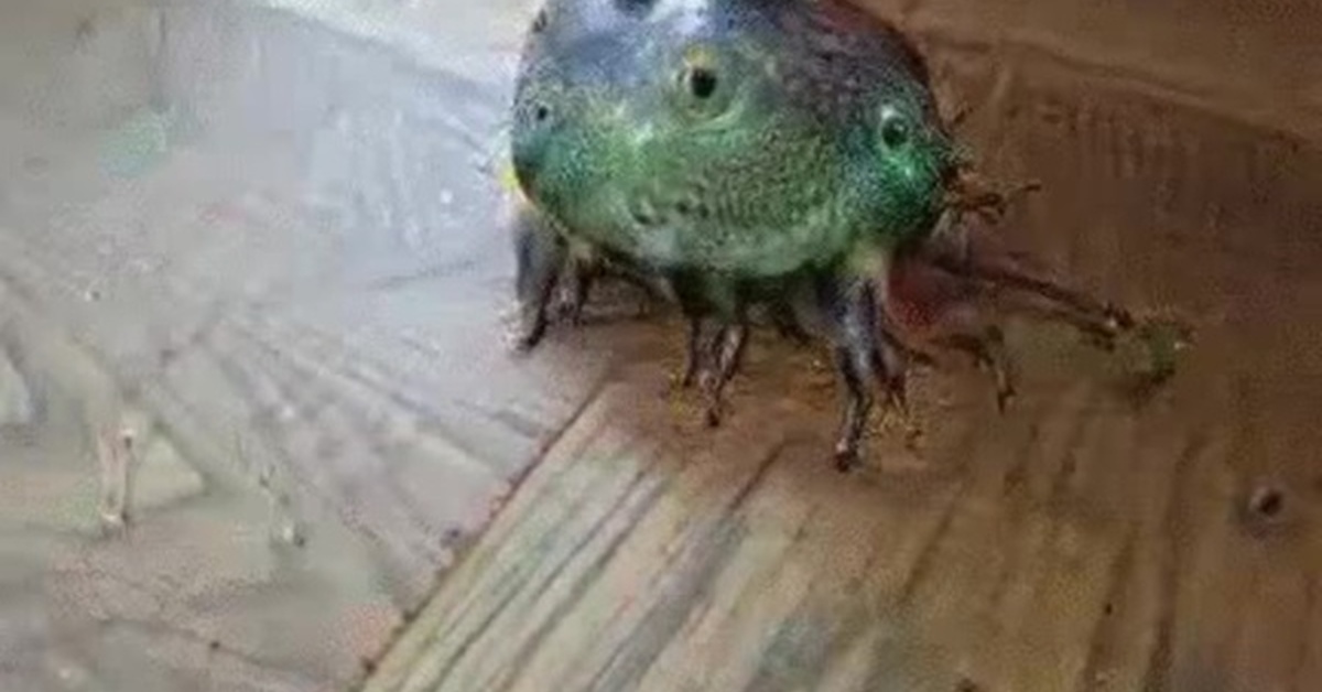 Издавать визг. Deep Froggy Style.