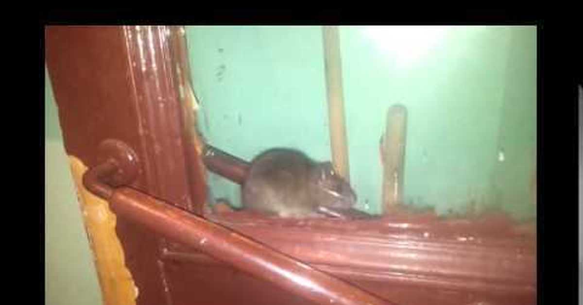 Крыса в подъезде в Химках на батарее. Вытеснение черной крысы серой крысой