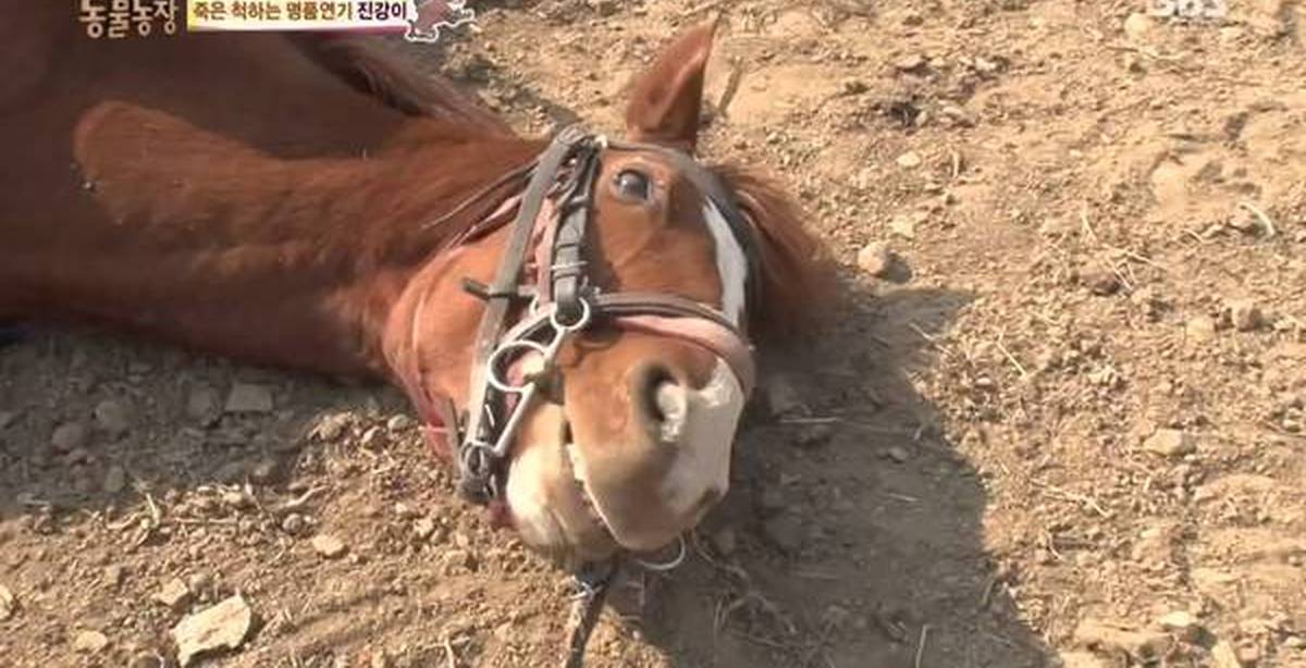 Лошадиная голова в кровати. Алкаш на лошади. К чему снятся убитая лошадь. Дохлая лошадь во сне к чему. Лошадь валяется.